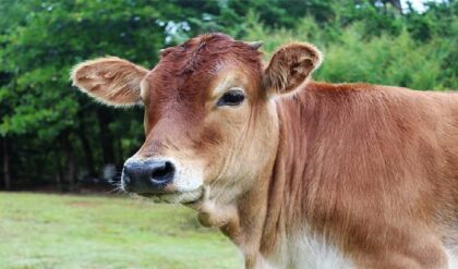 স্কুলে হঠাৎ হাজির ‘ভয়ঙ্কর’ অতিথি! প্রাণভয়ে ক্লাসরুমে তালাবন্ধ ছাত্র-শিক্ষক, তারপর যা ঘটল…