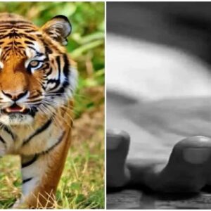 সুন্দরবনে মর্মান্তিক! স্ত্রীর চোখের সামনেই স্বামীকে টেনে নিয়ে গেল বাঘ, পাথরপ্রতিমায় হাহাকার