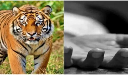 সুন্দরবনে মর্মান্তিক! স্ত্রীর চোখের সামনেই স্বামীকে টেনে নিয়ে গেল বাঘ, পাথরপ্রতিমায় হাহাকার