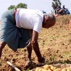 নতুন আলু উঠতেই মাথায় হাত চাষিদের! হাড়কাঁপানো লোকসানে কি দায়ী ‘পুরনো’ আলু?