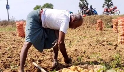 নতুন আলু উঠতেই মাথায় হাত চাষিদের! হাড়কাঁপানো লোকসানে কি দায়ী ‘পুরনো’ আলু?