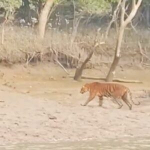 বনদফতরের চোখে ধুলো দিয়ে চম্পট! জাল ছিঁড়ে নদী সাঁতরে কোথায় গেল ঝড়খালির বাঘ?