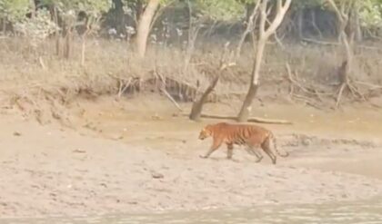 বনদফতরের চোখে ধুলো দিয়ে চম্পট! জাল ছিঁড়ে নদী সাঁতরে কোথায় গেল ঝড়খালির বাঘ?