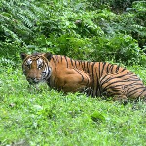 বাঘে লাফ! ১৬ বছরে বাঘের সংসারের নজরকাড়া ভোলবদল, সুন্দরবনেও খুশির হাওয়া