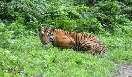 বাঘে লাফ! ১৬ বছরে বাঘের সংসারের নজরকাড়া ভোলবদল, সুন্দরবনেও খুশির হাওয়া
