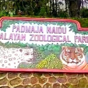 ২ বছর পর বাঘের নখ কাটা! দার্জিলিং চিড়িয়াখানায় ‘সম্রাট’-কে সামলাতে কালঘাম ছুটল বনকর্মীদের ২ বছর পর বাঘের নখ কাটা! দার্জিলিং চিড়িয়াখানায় ‘সম্রাট’-কে সামলাতে কালঘাম ছুটল বনকর্মীদের