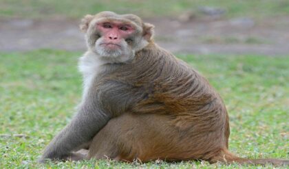 লাল বাঁদরদের ধরতে সবুজ সংকেত! প্রতিবেশী দেশে জারি হলো আজব ফরমান, কেন এই কড়াকড়ি?