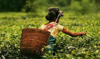 উত্তরবঙ্গে বিজেপির মাস্টারস্ট্রোক! চা-শ্রমিকদের অ্যাকাউন্টে সরাসরি টাকা পাঠানোর তোড়জোড় কেন্দ্রের