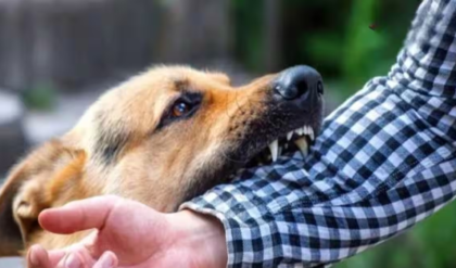 জেলা হাসপাতালে ভ্যাকসিনের ভাঁড়ার শূন্য! বেলেঘাটা আইডিতে ‘জলাতঙ্ক’ রোগীদের হাহাকার