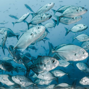 বয়স ধরে রাখতে চান? নিয়মিত পাতে রাখুন এই মাছগুলো, পার্লারে যাওয়ার খরচ বাঁচবে ম্যাজিকের মতো