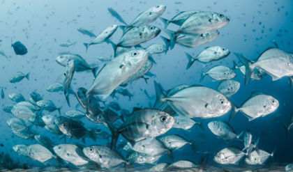 বয়স ধরে রাখতে চান? নিয়মিত পাতে রাখুন এই মাছগুলো, পার্লারে যাওয়ার খরচ বাঁচবে ম্যাজিকের মতো