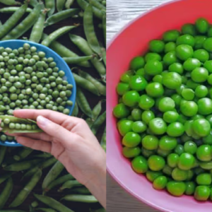 বাজারের ফ্রোজেন মটর কেনা বন্ধ! কোনো কেমিক্যাল ছাড়াই ১ বছর কড়াইশুঁটি টাটকা রাখার জাদুকরী ট্রিক