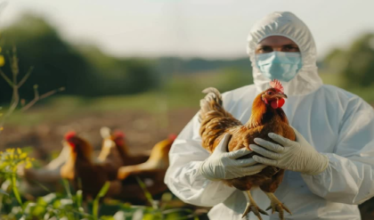 চিকেন কি এখন বিষ? বার্ড ফ্লুর আতঙ্কে মাংস ছাড়ার আগে বিজ্ঞানীদের এই তথ্যটি জানুন!