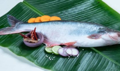 পাঙ্গাস মাছ কি সত্যিই বিষ? খাওয়ার আগে জানুন গা শিউরে ওঠা এই তথ্য!