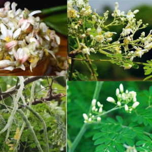 সজনে ডাঁটা খেলেই কি আটকাবে চিকেনপক্স? চিকিৎসকদের আসল মতামত জানলে চমকে যাবেন!