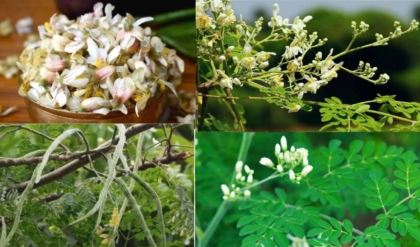 সজনে ডাঁটা খেলেই কি আটকাবে চিকেনপক্স? চিকিৎসকদের আসল মতামত জানলে চমকে যাবেন!