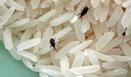 চাল-ডালে বারবার পোকা ধরছে? রান্নাঘরের এই ৩টি জিনিস ব্যবহার করলেই কেল্লাফতে!