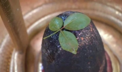 শুধু শিবের আরাধনা নয়, রোজ সকালে একটি বেল পাতা খেলেই ম্যাজিক! জানলে ডাক্তারও অবাক হবে