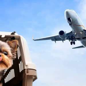 পোষ্যকে নিয়ে বিমানে যাওয়ার পরিকল্পনা করছেন? এয়ারলাইন্সের এই কড়া নিয়মগুলো না জানলে মাঝপথেই বাতিল হবে যাত্রা!