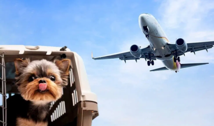 পোষ্যকে নিয়ে বিমানে যাওয়ার পরিকল্পনা করছেন? এয়ারলাইন্সের এই কড়া নিয়মগুলো না জানলে মাঝপথেই বাতিল হবে যাত্রা!