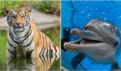 সুন্দরবনে ডবল ধামাকা! একই দিনে বাঘ ও ডলফিনের দেখা পেয়ে রোমাঞ্চিত পর্যটকরা