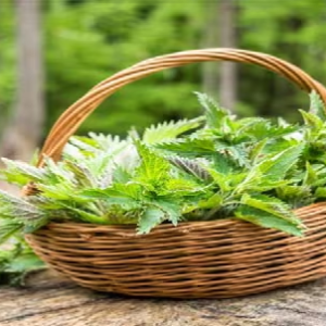 বারান্দার একফালি কোণেই হবে কেল্লাফতে! বাজার থেকে আর কিনতে হবে না এই হার্বস