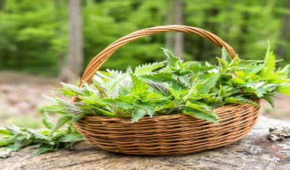 বারান্দার একফালি কোণেই হবে কেল্লাফতে! বাজার থেকে আর কিনতে হবে না এই হার্বস