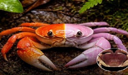 একই অঙ্গে পুরুষ ও নারী! ভারতের সাইলেন্ট ভ্যালিতে দেখা মিলল বিরল ‘অর্ধনারীশ্বর’ কাঁকড়ার