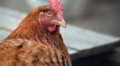 কার্গিলে ১ লক্ষ ২৫ হাজারে বিক্রি হলো একটি মুরগি! সেই টাকা গেল যুদ্ধবিধ্বস্ত ইরানের সাহায্যে