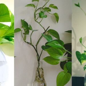 মরবে না একটিও গাছ! ১০ বছর ইনডোর প্ল্যান্ট তরতাজা রাখার ৮টি ম্যাজিক টিপস দেখে নিন