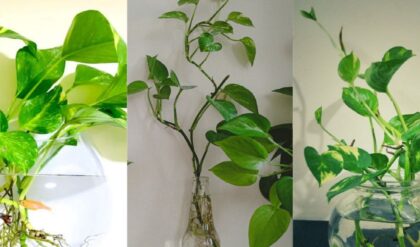 মরবে না একটিও গাছ! ১০ বছর ইনডোর প্ল্যান্ট তরতাজা রাখার ৮টি ম্যাজিক টিপস দেখে নিন
