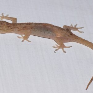 আপনার চোখের আড়ালেই ডেরা বেঁধেছে ওরা! ঘরের কোথায় ডিম পাড়ে টিকটিকি? জানলে অবাক হবেন