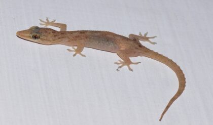 আপনার চোখের আড়ালেই ডেরা বেঁধেছে ওরা! ঘরের কোথায় ডিম পাড়ে টিকটিকি? জানলে অবাক হবেন