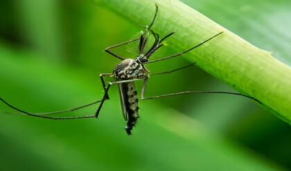 মশার কামড়ে অতিষ্ঠ? পকেট খালি না করে এই ৫টি ঘরোয়া টোটকাতেই হবে মুশকিল আসান!