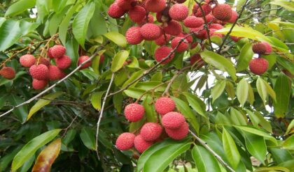 লিচুপ্রেমীদের মাথায় হাত! গরমে পুড়ছে বাগান, এবার কি তবে লিচুর স্বাদ হবে তেতো?