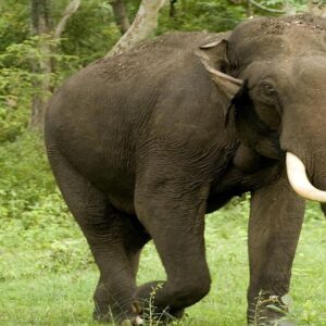 গতির খেসারত নাকি বুনো হাতির হানা? অন্ধকারে হাতি দেখতে না পেয়ে ভয়াবহ সংঘর্ষ, ঘটনাস্থলেই প্রাণ হারালেন ২ যুবক!