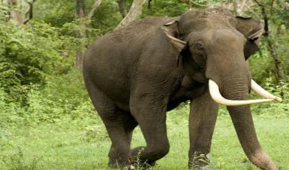 গতির খেসারত নাকি বুনো হাতির হানা? অন্ধকারে হাতি দেখতে না পেয়ে ভয়াবহ সংঘর্ষ, ঘটনাস্থলেই প্রাণ হারালেন ২ যুবক!
