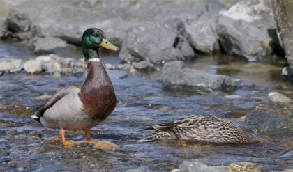 সোনার ডিম পাড়া হাঁস কি তবে বাস্তব? পেট কাটতেই যা দেখলেন মালিক, চক্ষু চড়কগাছ নেটিজেনদের!