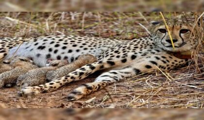 ৭ দশক পর বড় সাফল্য! ‘প্রজেক্ট চিতা’র হাফ সেঞ্চুরি, মোদী সরকারের মুকুটে নয়া পালক