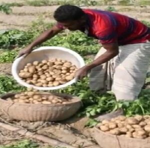 আলু ছেড়ে শাকআলুতেই কপাল ফিরল! বাদুড়িয়ার মাঠে চাষিদের মুখে এখন কোটি টাকার হাসি!