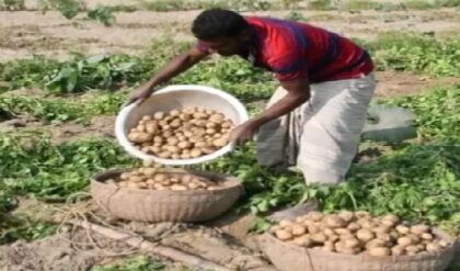 আলু ছেড়ে শাকআলুতেই কপাল ফিরল! বাদুড়িয়ার মাঠে চাষিদের মুখে এখন কোটি টাকার হাসি!