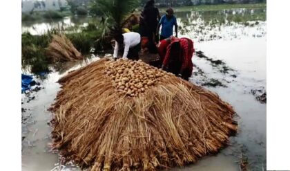 প্রকৃতির মারে চোখে সর্ষে ফুল দেখছেন চাষিরা! অকাল বৃষ্টিতে জলের তলায় বিঘার পর বিঘা আলু জমি