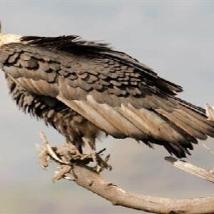 আকাশে ফিরছে ‘প্রকৃতির ঝাড়ুদার’! ৬টি শকুনের পিঠে জিপিএস বসিয়ে কেন ছাড়া হল জঙ্গলে?