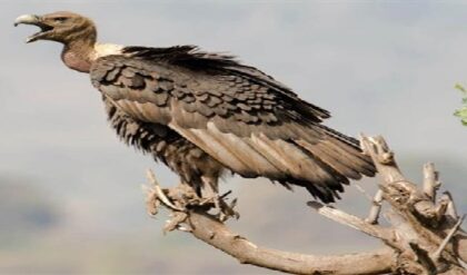 আকাশে ফিরছে ‘প্রকৃতির ঝাড়ুদার’! ৬টি শকুনের পিঠে জিপিএস বসিয়ে কেন ছাড়া হল জঙ্গলে?