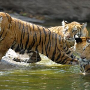 শীলার সংসারে নয়া ‘সতীন’! বেঙ্গল সাফারিতে আসছে দার্জিলিংয়ের বাঘিনী, তুঙ্গে উত্তেজনা