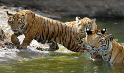 শীলার সংসারে নয়া ‘সতীন’! বেঙ্গল সাফারিতে আসছে দার্জিলিংয়ের বাঘিনী, তুঙ্গে উত্তেজনা