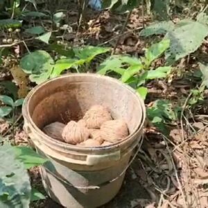 মুর্শিদাবাদে বোমাবাজির ছক বানচাল! সুতি, সামশেরগঞ্জ ও রেজিনগরে মিলল ব্যাগ ভর্তি সকেট বোমা