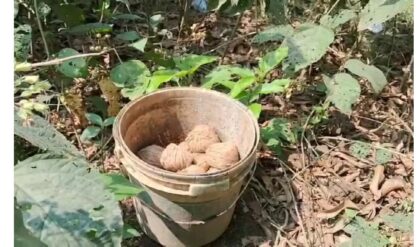 মুর্শিদাবাদে বোমাবাজির ছক বানচাল! সুতি, সামশেরগঞ্জ ও রেজিনগরে মিলল ব্যাগ ভর্তি সকেট বোমা