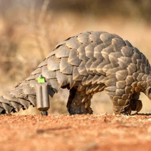 ওড়িশার পর এবার বাংলা! ঝাড়গ্রামে তৈরি হচ্ছে ভারতের দ্বিতীয় প্যাঙ্গোলিন সংরক্ষণ কেন্দ্র