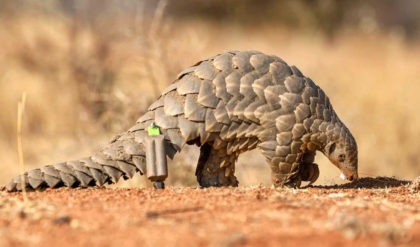 ওড়িশার পর এবার বাংলা! ঝাড়গ্রামে তৈরি হচ্ছে ভারতের দ্বিতীয় প্যাঙ্গোলিন সংরক্ষণ কেন্দ্র